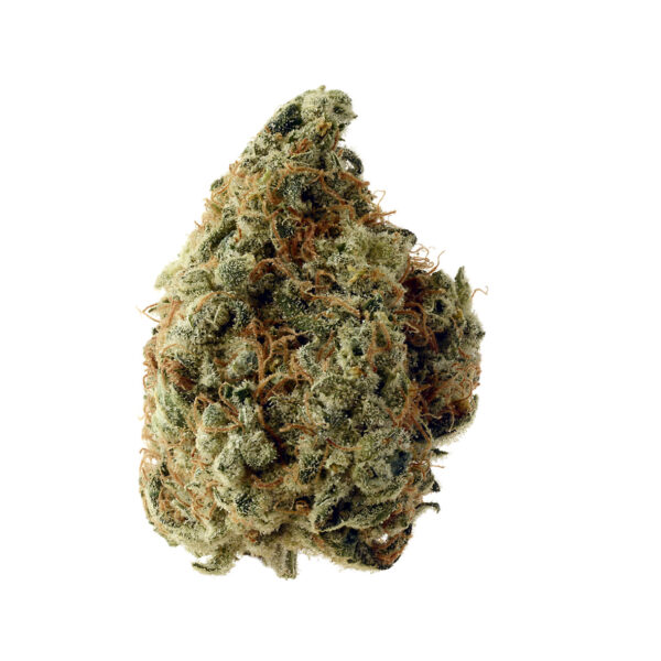 White-Choco-grown-from-Amsterdam-Genetic-Seeds